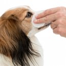 Augenpflege-Reinigungslotion Tiere 100-teilig