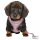 Trixie Junior Welpen-Softgeschirr mit Leine - flieder