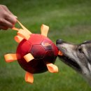 Dog Comets Ball Hypernova - Orange